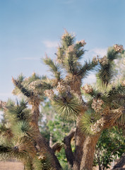 Joshua Tree National Park