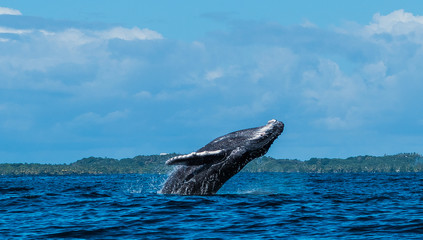Fototapeta premium Baby humpback whale is breaching and jumping in front of Madagascards island Sainte Marie