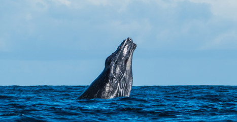 Baby humpback whale is breaching and jumping in front of Madagascards island Sainte Marie