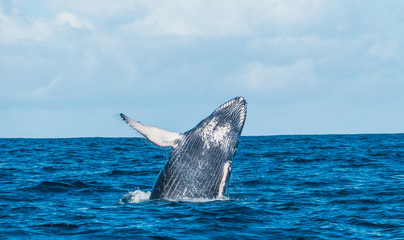 Baby humpback whale is breaching and jumping in front of Madagascards island Sainte Marie