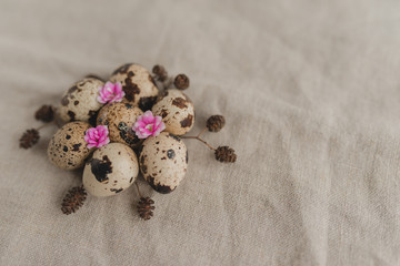 Spring background with quail eggs and pink little flowers on a linen background. Easter concept.