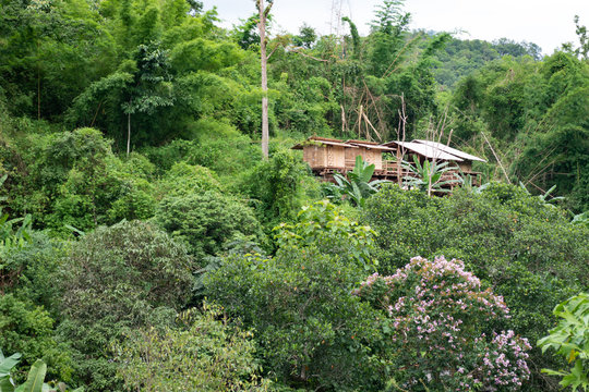 For&ecirc;t tropicale et Chemin de terre dans un village maison en bois de la jungle de Chiang Mai, Lahu, Tha&iuml;lande