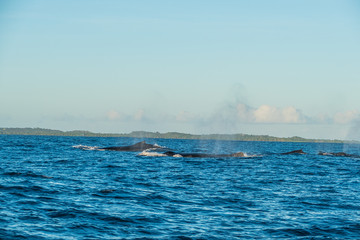A pot of humpback whales with blow hole in front of Madagascars island Sainte Marie
