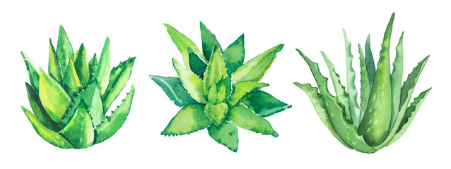 Watercolor hand painted botanical aloe vera plant illustration set isolated on white background