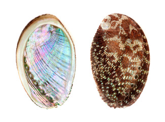 green ormer, Haliotis tuberculata