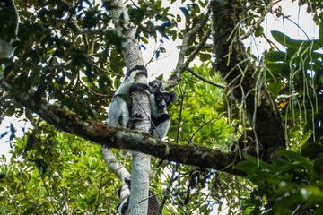 Indri (Indri indri) in a tree in the Andasibe-Mantadia National Park in eastern Madagascar.