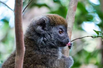 The bamboo or gentle lemur (Hapalemur aureus) in Madagascars Ranomafana National Park
