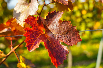 Weinberg im Herbst