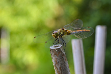 dragonfly