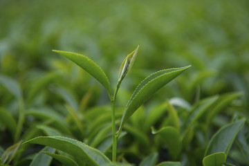 Fototapeta na wymiar fresh tea leaves