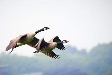 Obraz premium Two Canada Geese ( Branta Canadensis ) in Flight