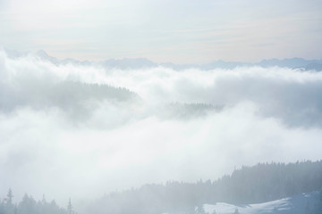 foggy mountain layers in winter over the pine forest