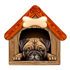 A pug looks out of the doghouse. Wall sticker. Artistic, color image of a pug dog looking out of a wooden dog house on a white background.
