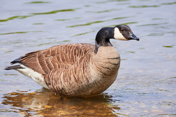 Canada Goose ( Branta Canadensis ) in River