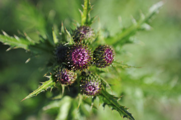 Milk Thistle