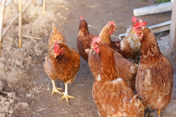 Egg laying hen loose in the garden