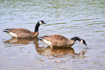 Two Canada Geese ( Branta Canadensis ) Swimming	