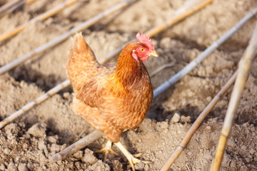 Egg laying hen loose in the garden