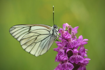 Cabbage white