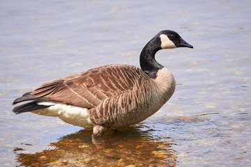 Canada Goose ( Branta Canadensis ) in River