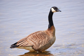 Canada Goose ( Branta Canadensis ) in River