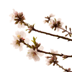 almond blossom isolated