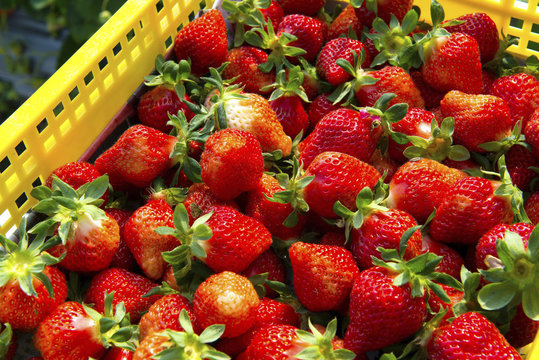 Strawberry Miaoli