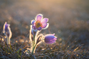 Pulsatilla grandis - Beautiful pasque flower in a meadow at sunset.