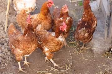 Egg laying hen loose in the garden