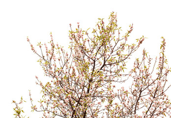 almond blossom isolated