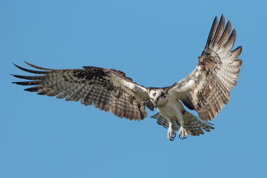 Isolated osprey with fully open wings