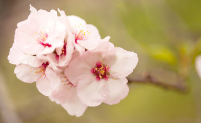 Obraz premium Horticulture of Gran Canaria - almond blossoms
