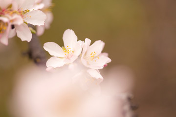 Horticulture of Gran Canaria - almond blossoms