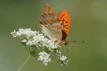 Butterfly Argynnis paphia