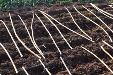 Urban garden prepared for planting