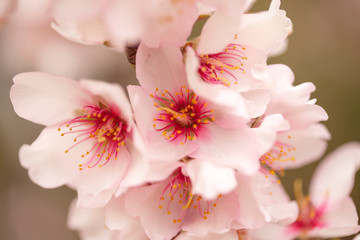 Horticulture of Gran Canaria - almond blossoms