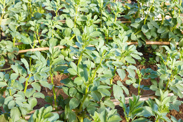 Obraz premium bean plant in an organic garden