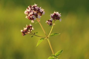 Origanum vulgare