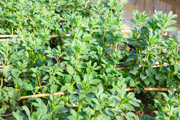 bean plant in an organic garden