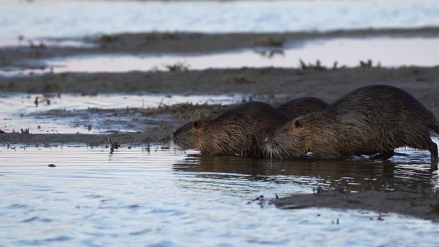 Pair Of Coypu Running Across Muddy Bank. Slow Motion