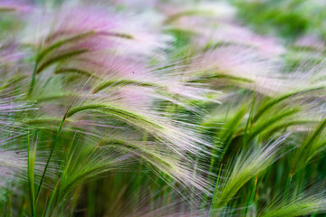 Mat grass. Feather Grass or Needle Grass, Nassella tenuissima