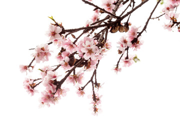 almond blossom isolated