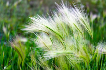 Mat grass. Feather Grass or Needle Grass, Nassella tenuissima