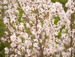 Obraz premium Horticulture of Gran Canaria - almond blossoms