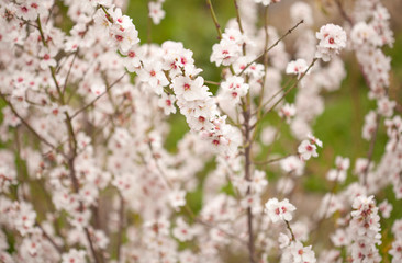 Horticulture of Gran Canaria - almond blossoms