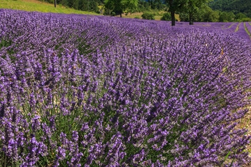 Naklejka na ściany i meble France lavender