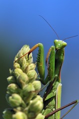 Mantis Religiosa - Gottesanbeterin am Kaiserstuhl auf einer Königskerze