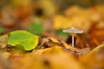 Goldene Herbststimmung, ein kleiner weißer Pilz steht im Wald im Herbst zwischen leuchtenden Blättern