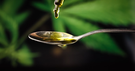 CBD Hemp oil, Hand holding droplet of Cannabis oil against Marijuana plant. Alternative Medicine