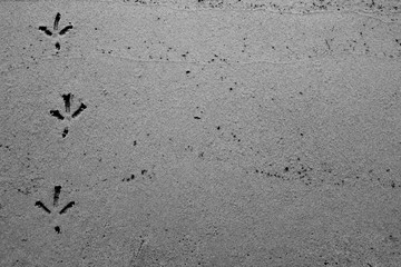 Bird track or footprints on the wet sand. Crow trace on the ground